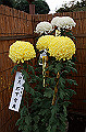 DPP_0034_thumb.jpg
