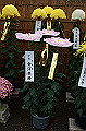 DPP_0037_thumb.jpg