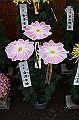 DPP_0038_thumb.jpg