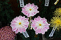 DPP_0039_thumb.jpg