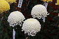 DPP_0042_thumb.jpg