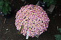DPP_0043_thumb.jpg