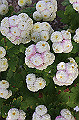 DPP_0092_thumb.jpg
